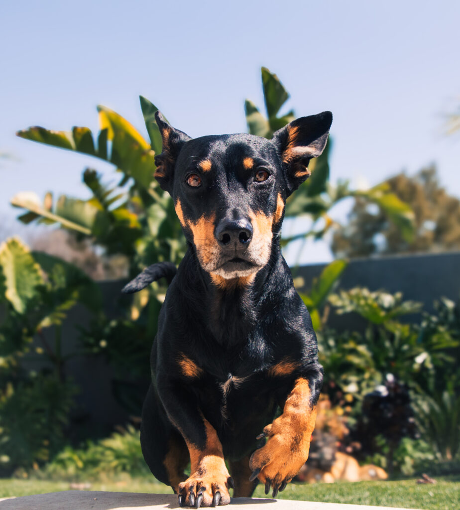 Pet_04