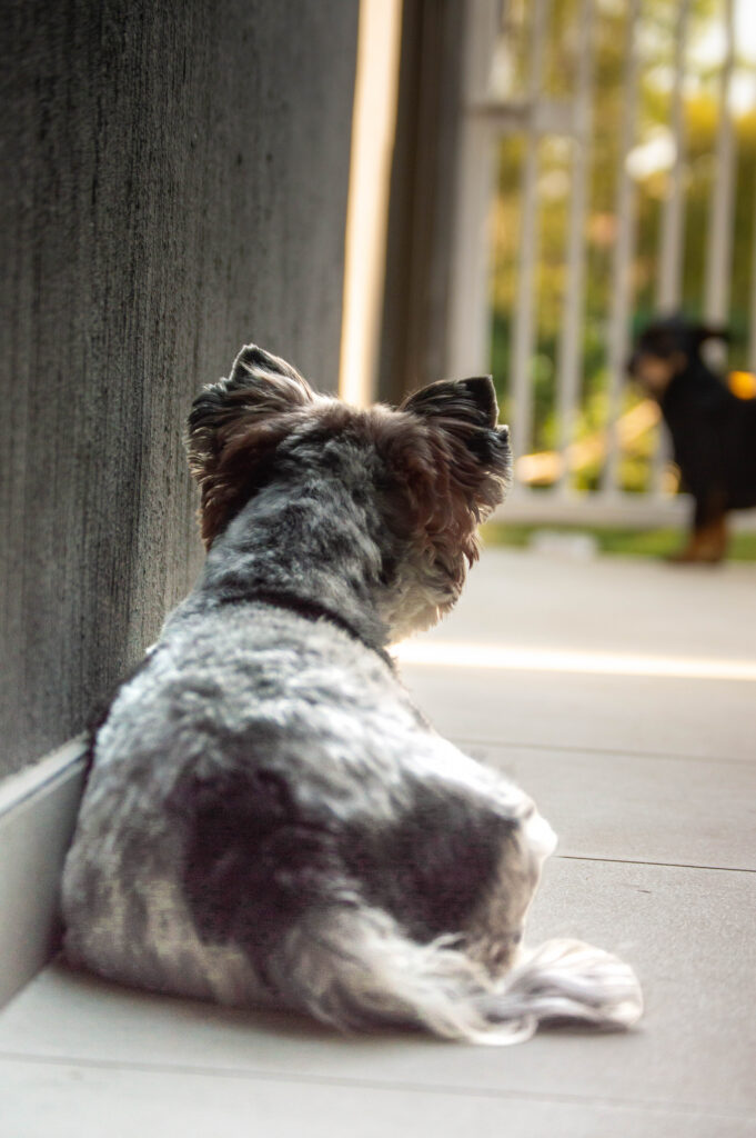 Pet_02